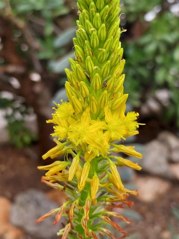 Foto de un cactus que se está identificando actualmente