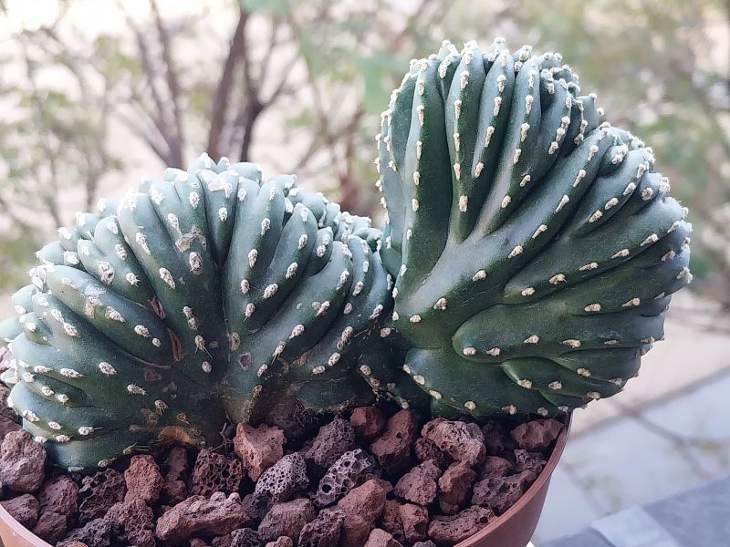 Una foto de Pachycereus marginatus fma. crestada