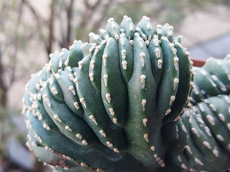 Una foto de Pachycereus marginatus fma. crestada