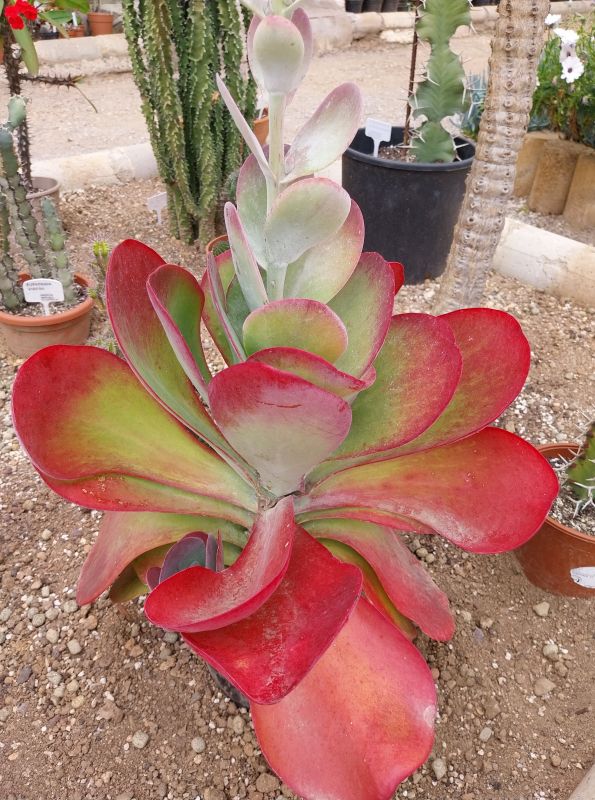 Photo of a cactus currently being identified