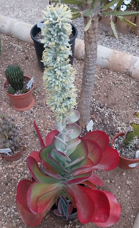 Photo of a cactus currently being identified
