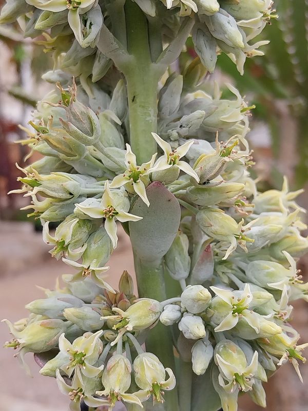 Photo of a cactus currently being identified
