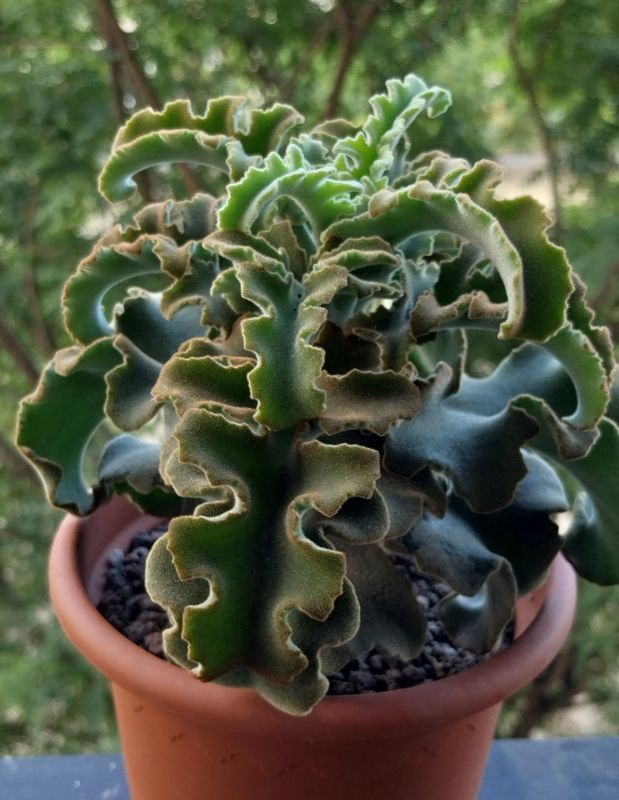 Foto de un cactus que se está identificando actualmente