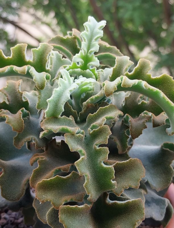 Foto de un cactus que se está identificando actualmente