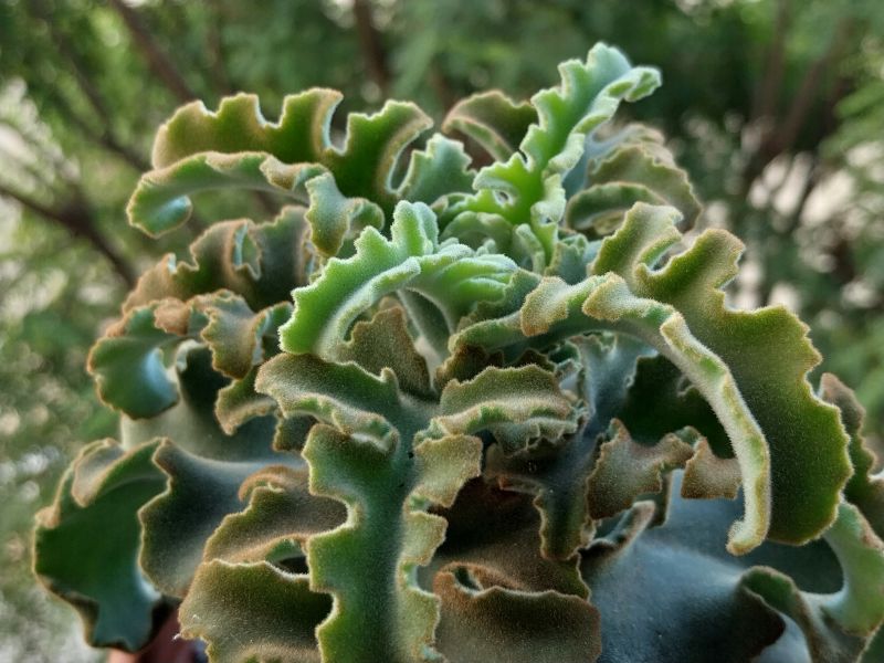 Foto de un cactus que se está identificando actualmente