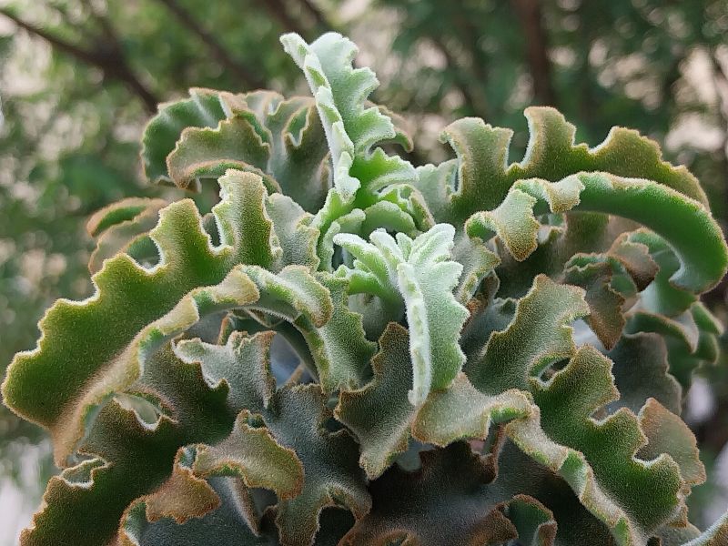 Foto de un cactus que se está identificando actualmente