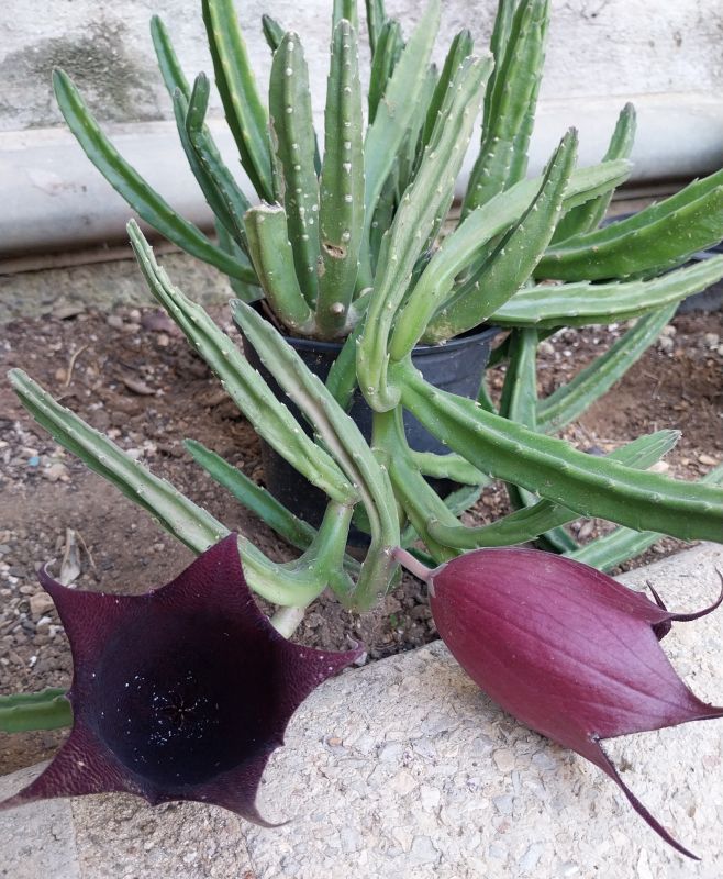 Foto de un cactus que se está identificando actualmente
