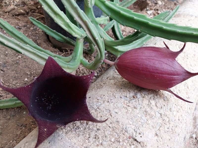 Foto de un cactus que se está identificando actualmente