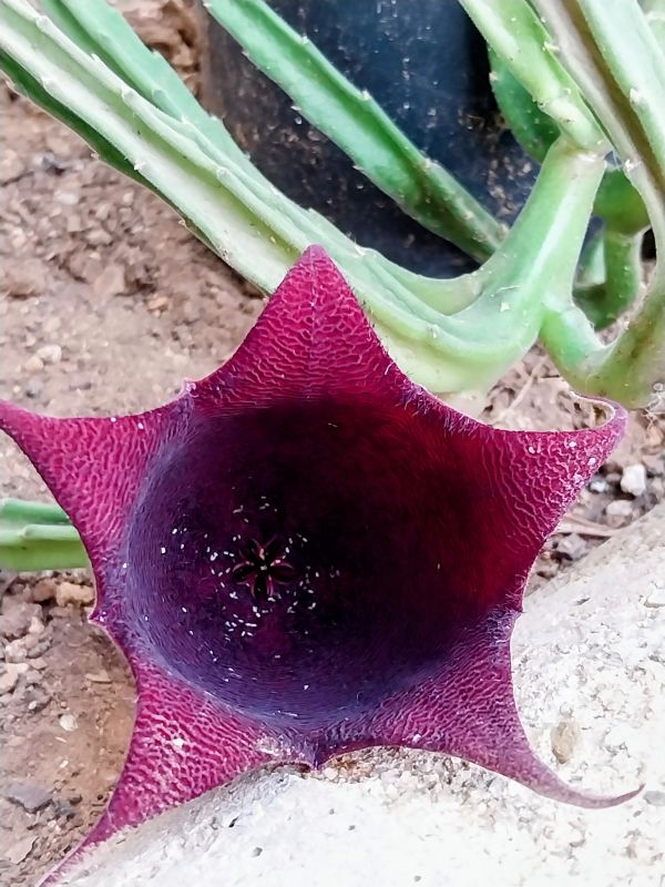 Foto de un cactus que se está identificando actualmente