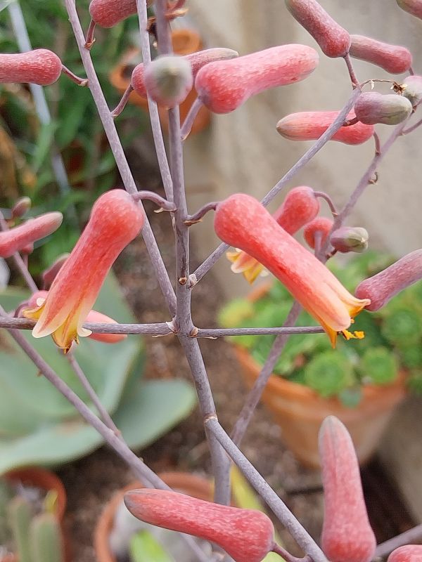 Una foto de Aloe turkanensis  