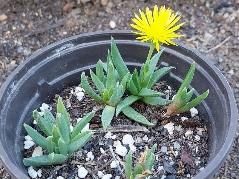 Photo of a cactus currently being identified