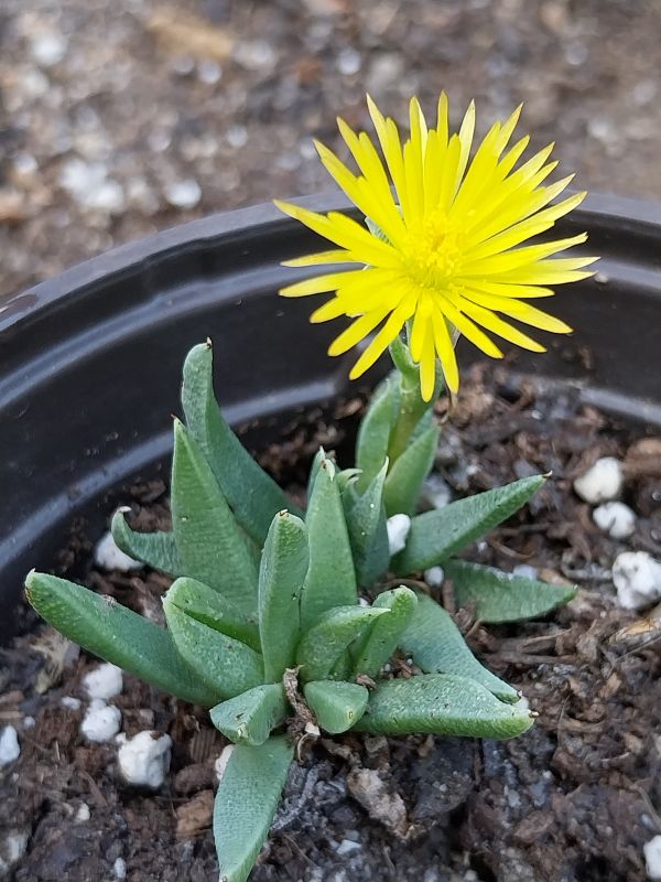 Photo of a cactus currently being identified