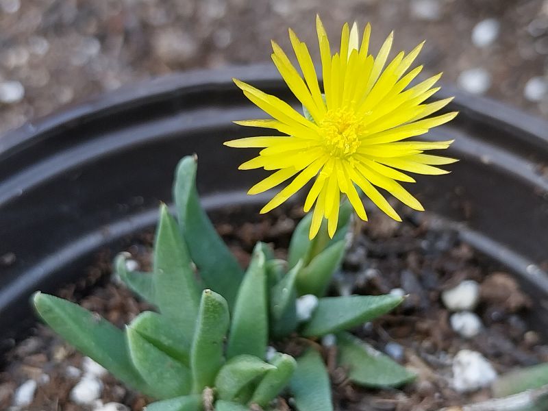 Photo of a cactus currently being identified