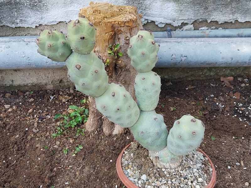 Foto de un cactus que se está identificando actualmente