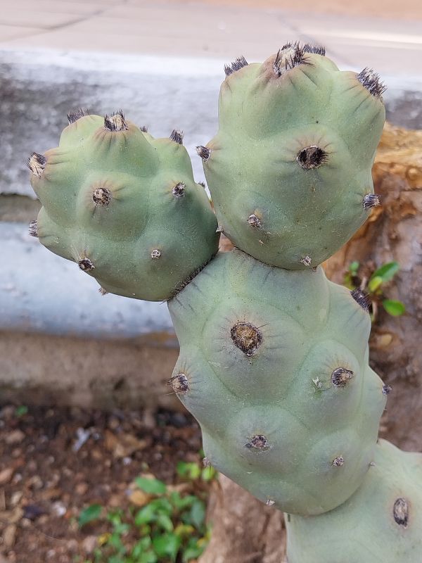 Foto de un cactus que se está identificando actualmente