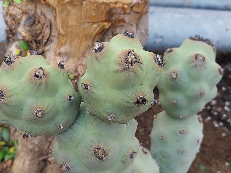 Foto de un cactus que se está identificando actualmente