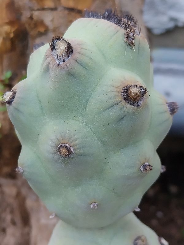 Foto de un cactus que se está identificando actualmente