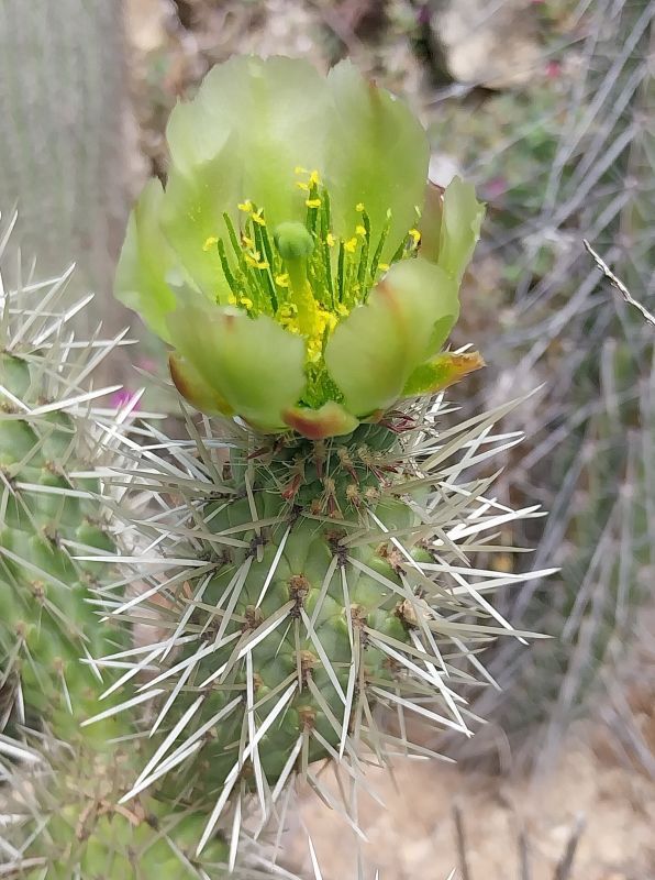 Foto de un cactus que se está identificando actualmente