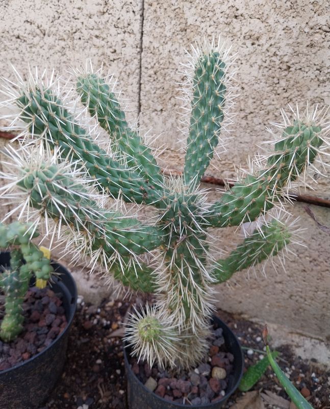 Foto de un cactus que se está identificando actualmente