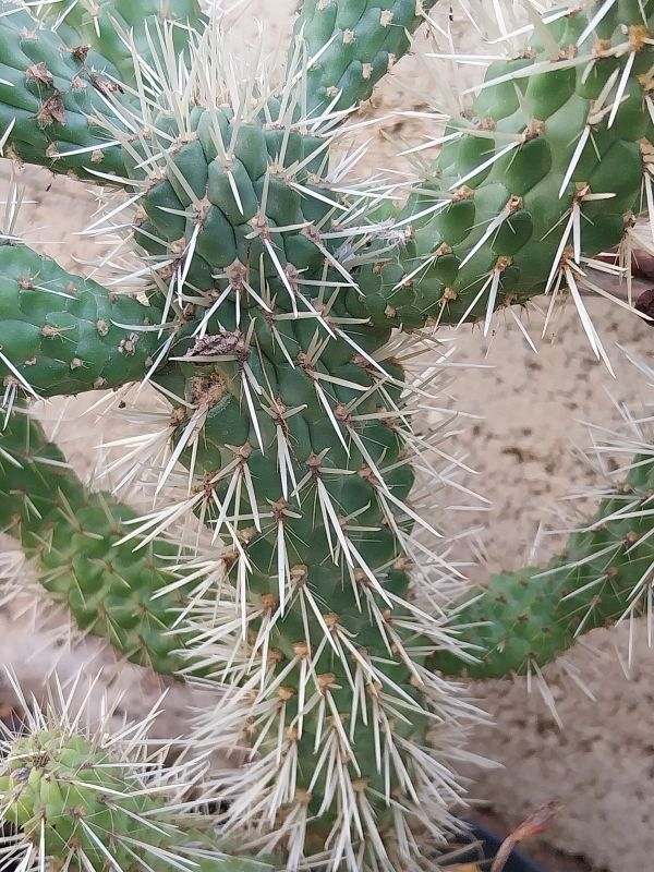 Foto de un cactus que se está identificando actualmente