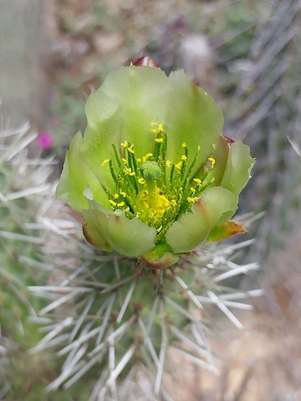Foto de un cactus que se está identificando actualmente
