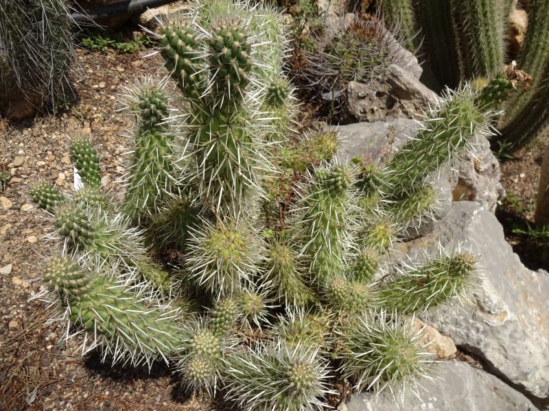 Una foto de Cylindropuntia bigelovii