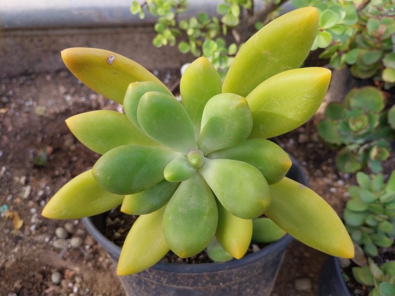 Foto de un cactus que se está identificando actualmente