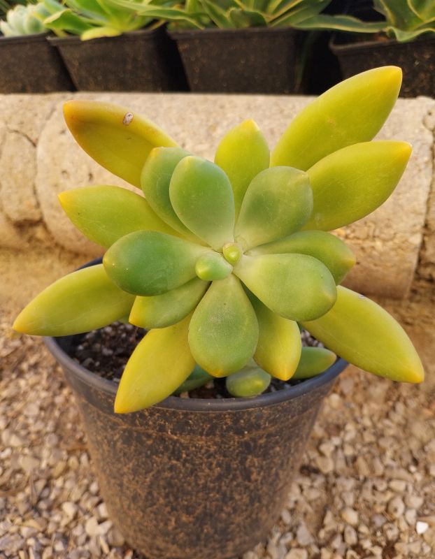 Foto de un cactus que se está identificando actualmente