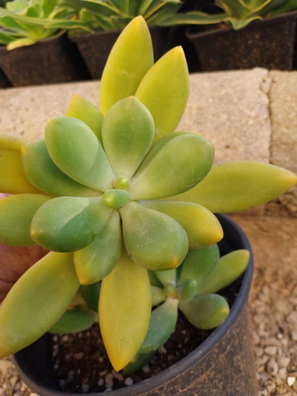 Foto de un cactus que se está identificando actualmente