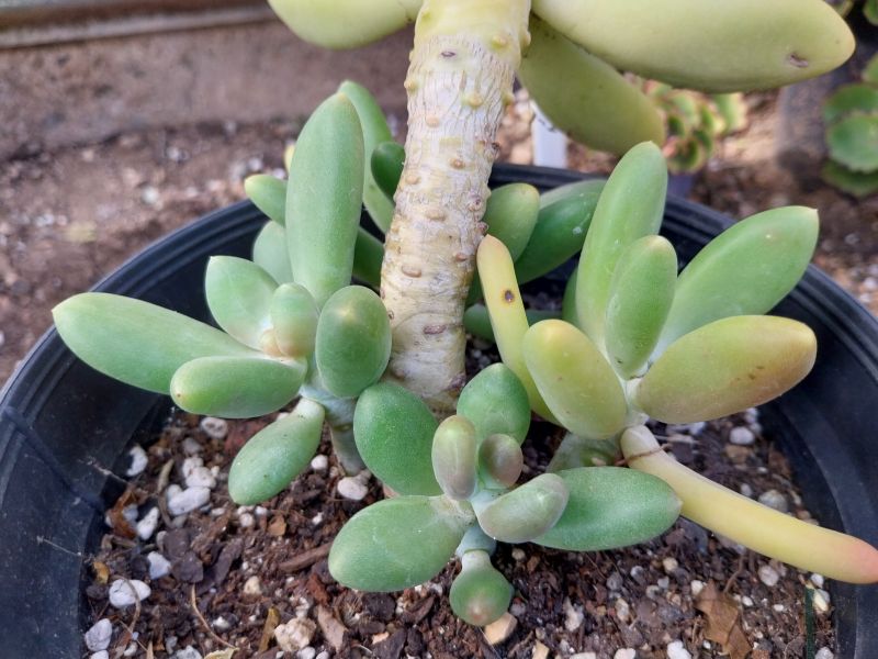 Foto de un cactus que se está identificando actualmente