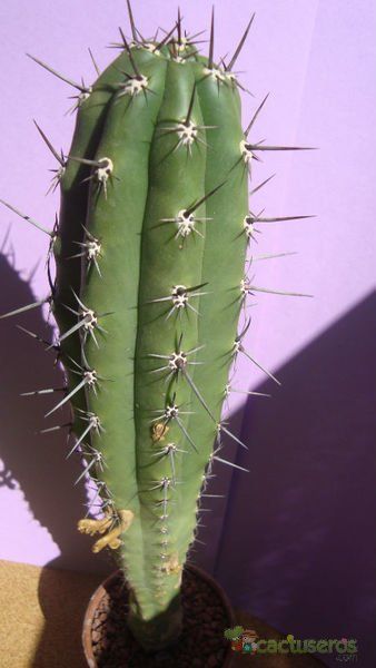 Una foto de Pachycereus fulviceps