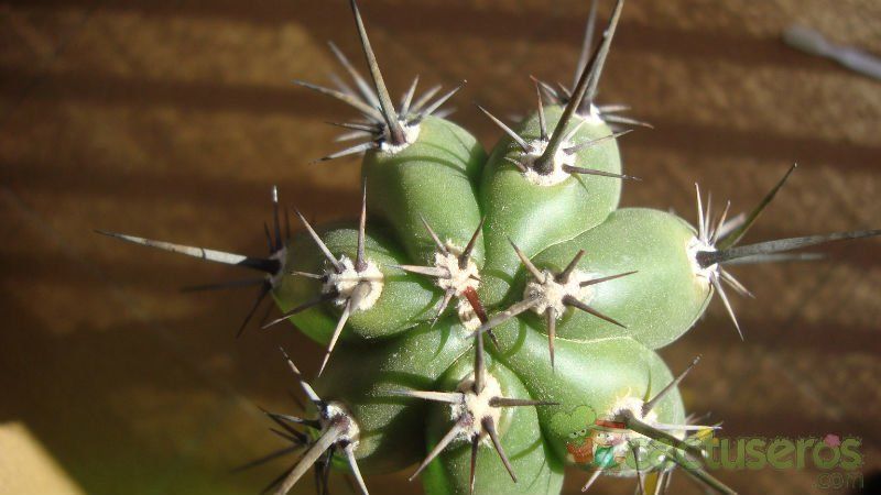 Una foto de Pachycereus fulviceps