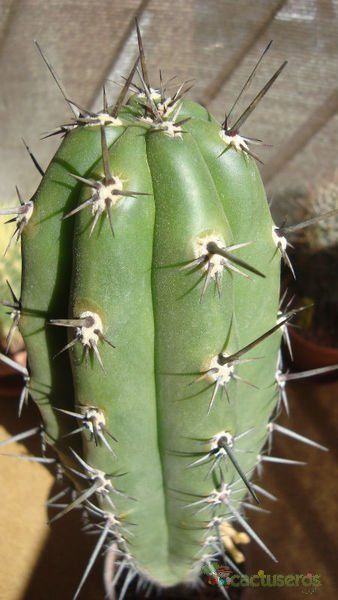 Una foto de Pachycereus fulviceps