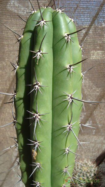 Una foto de Pachycereus fulviceps