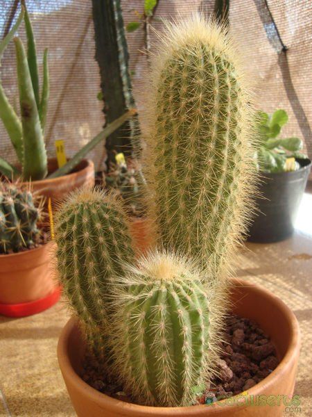 A photo of Espostoa guentheri