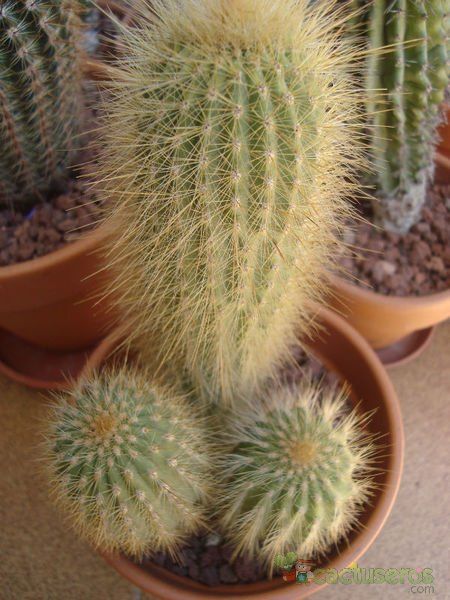 A photo of Espostoa guentheri