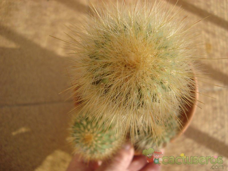A photo of Espostoa guentheri