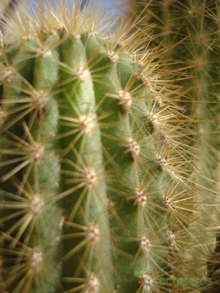 A photo of Espostoa guentheri