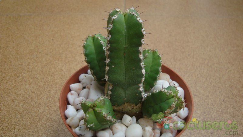 Una foto de Euphorbia makallensis