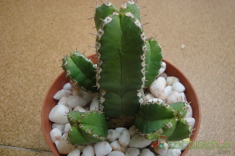 Una foto de Euphorbia makallensis