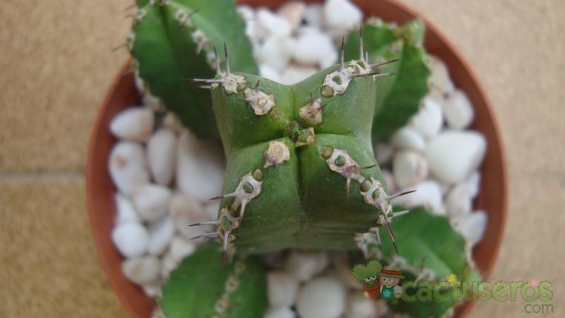 Una foto de Euphorbia makallensis