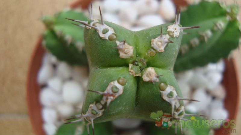 Una foto de Euphorbia makallensis