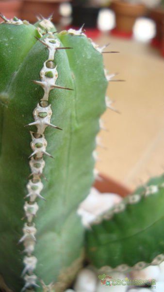 Una foto de Euphorbia makallensis
