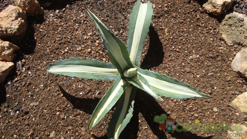A photo of Agave americana var. mediopicta fma. alba