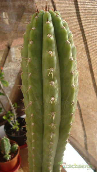 A photo of Echinopsis peruviana