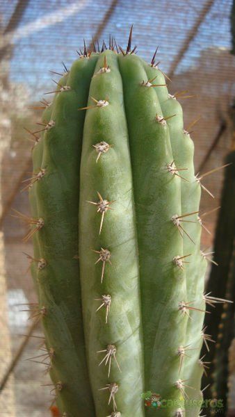 A photo of Echinopsis peruviana