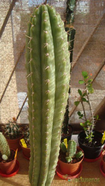 A photo of Echinopsis peruviana