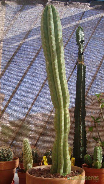 A photo of Echinopsis peruviana