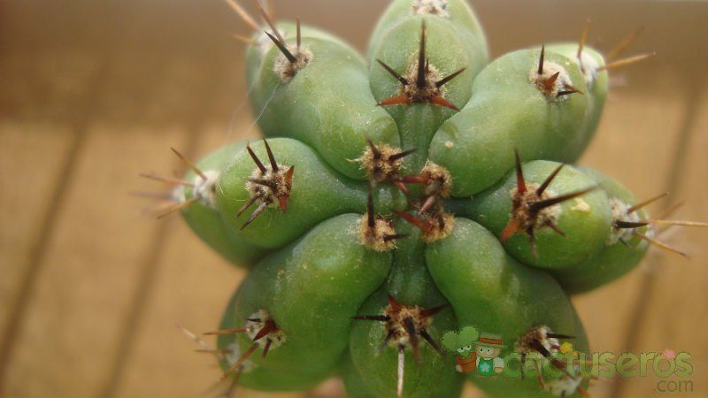A photo of Echinopsis peruviana