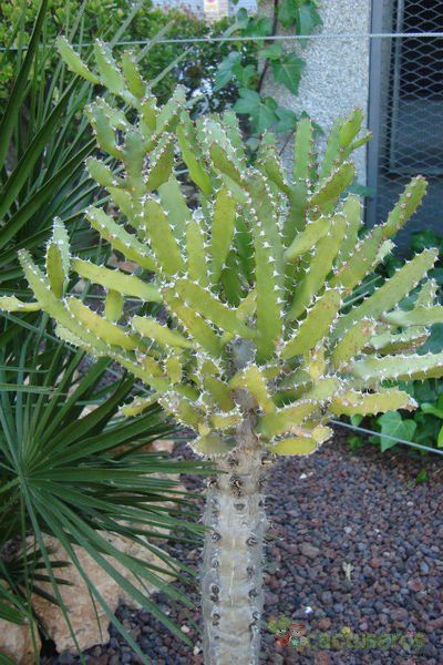 A photo of Euphorbia tenuirama